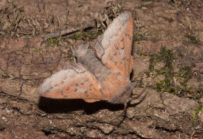 falena da identificare - Phyllodesma (Phyllodesma) tremulifolia, Lasiocampidae